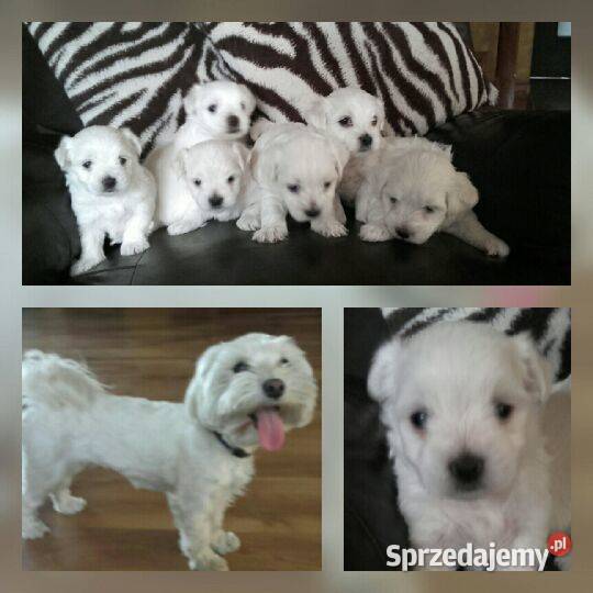 Maltańczyk miniaturka z Rodowodem Częstochowa