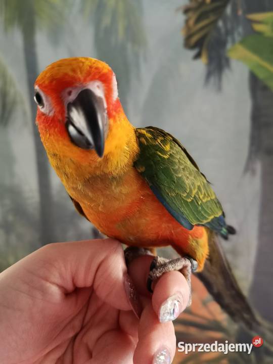 Papuga konura słoneczna ręcznie karmiona Miastko