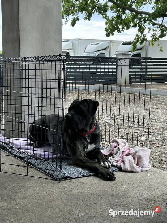 Piękne Szczeniaki Cane Corso Italiano Wiskitki sprzedam