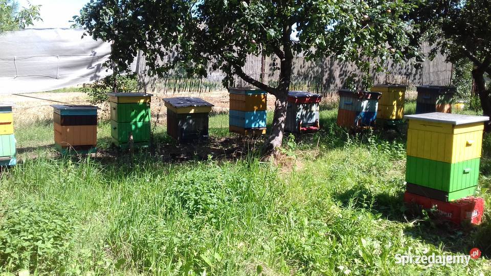 SPRZEDAM ULE WIELKOPOLSKIE Ślesin