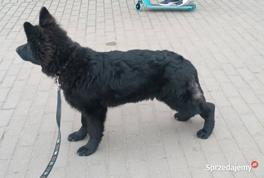 szczeniaki owczarki niemieckie długowłose ZKwP Tuchola sprzedam