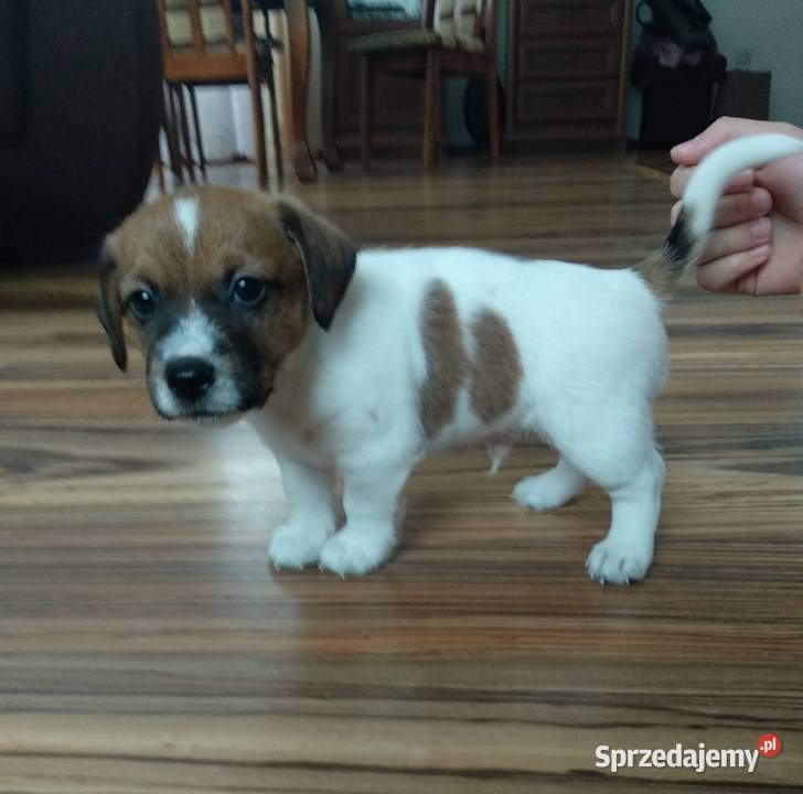 śliczne szczeniaki Jack Russell Terrier