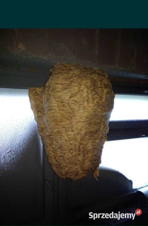 Usuwanie gniazd os i szerszeni Puławy