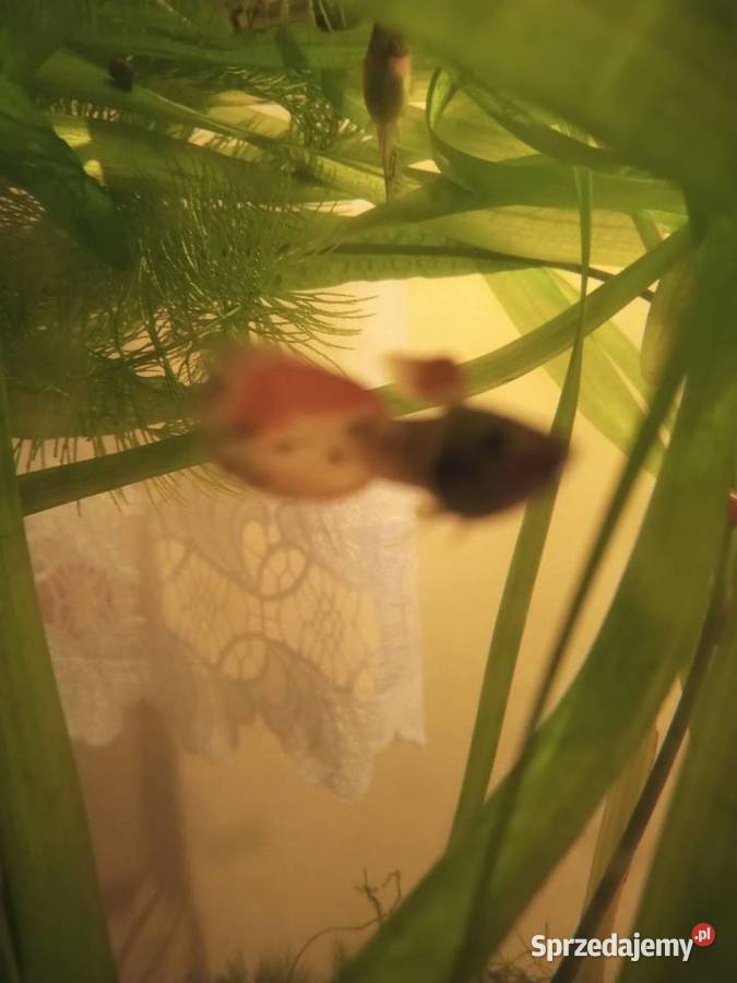 Gupiki Piotrków Trybunalski