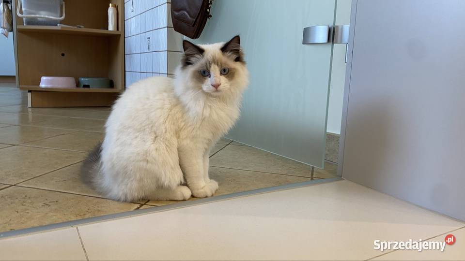 Kocurek Ragdoll gotowy do przeprowadzki 6 Tychy