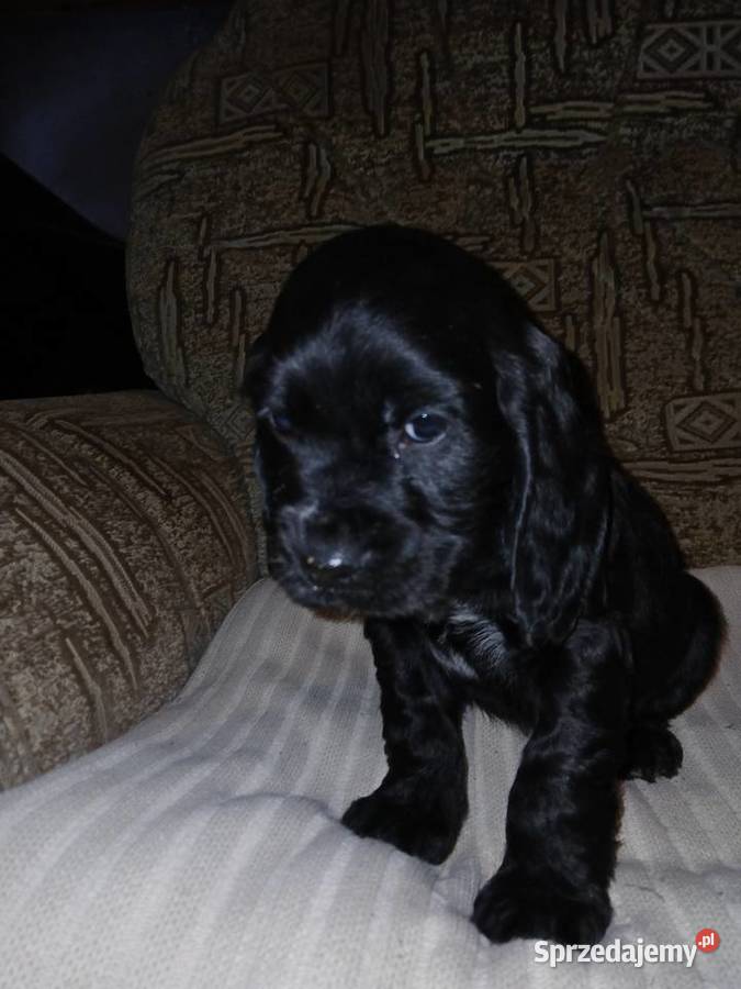 Śliczne Szczenięta Cocker Spaniel Angielski sprzedam