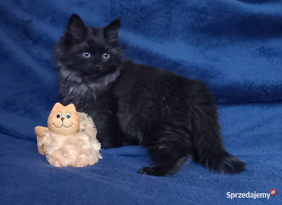 Koty Syberyjskie LUKSUS ZKolakowegoDomu wielkopolskie Kwilcz