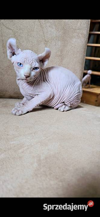 Gotowy do odbioru BIAŁY SFINKS SPH SPHYNX domowa Sfinks Jaworzyna Śląska sprzedam