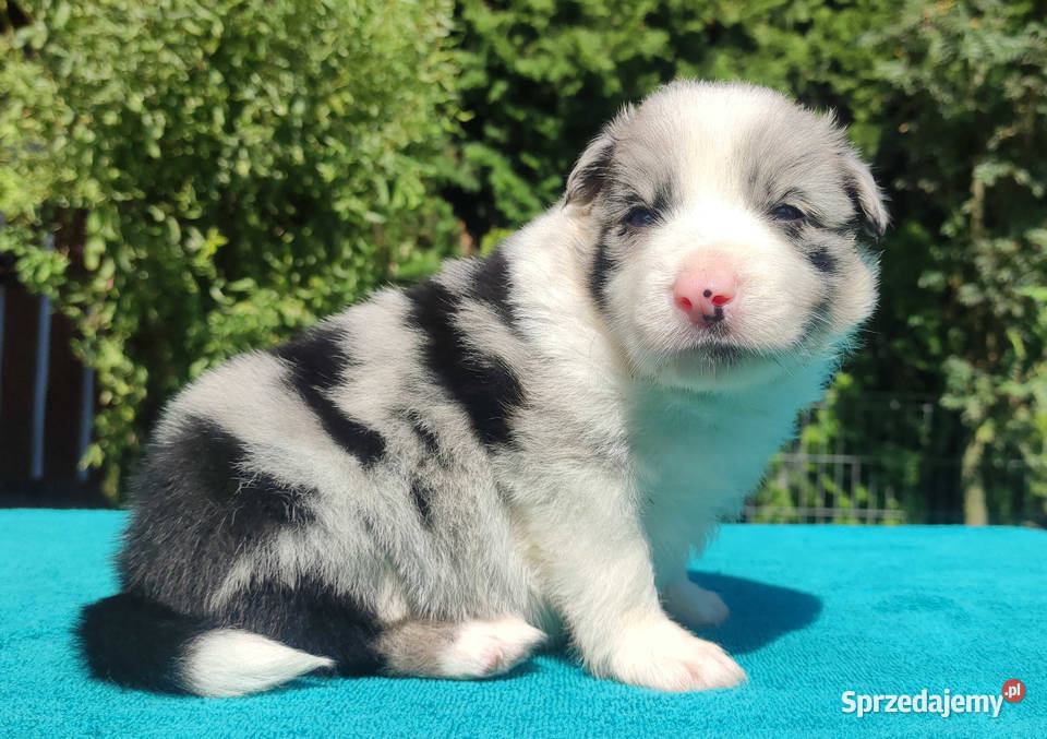 Piękny szczeniak BORDER COLLIE z Hodowli Rasowy Iwonicz sprzedam