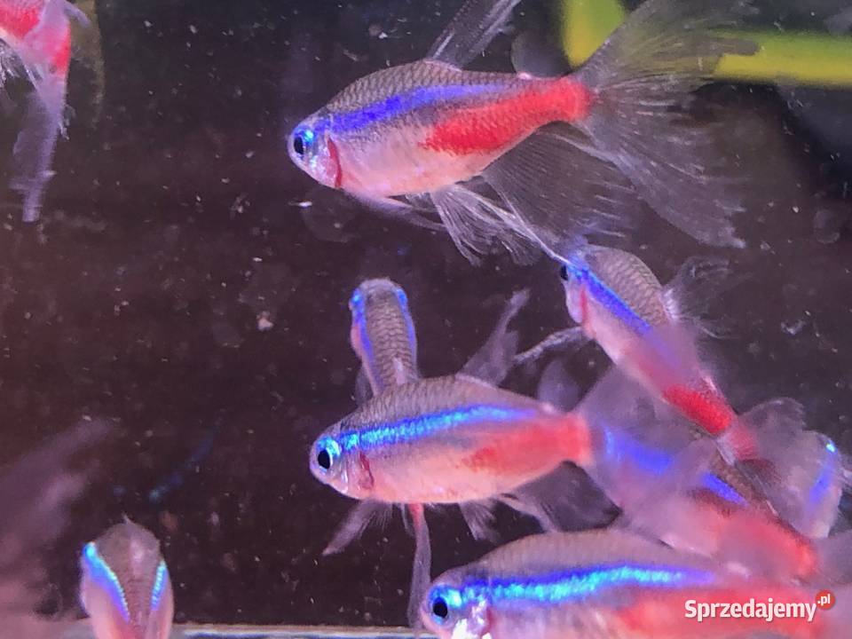 Neon Inesa Welonowy Justynów sprzedam