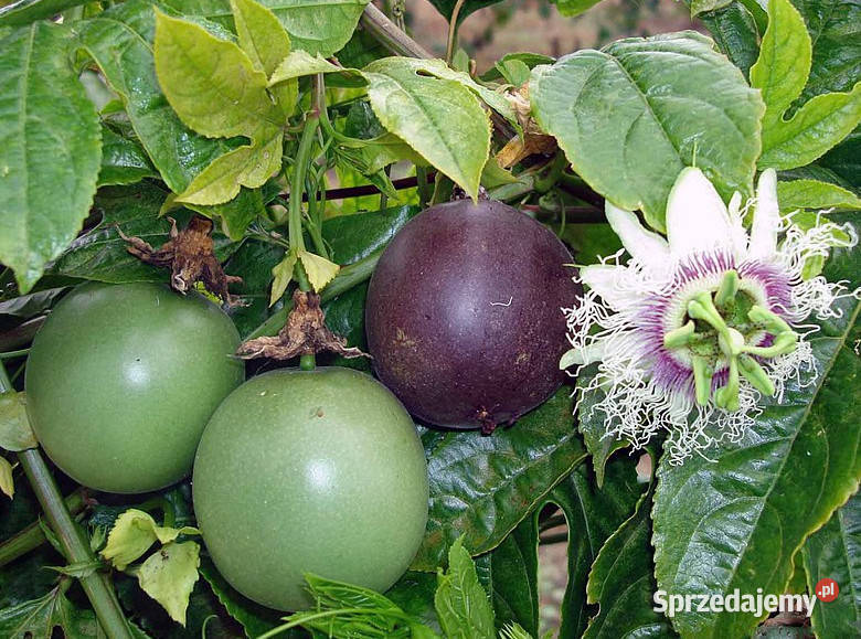 MĘCZENNICA JADALNA Passiflora edulis NASIONA