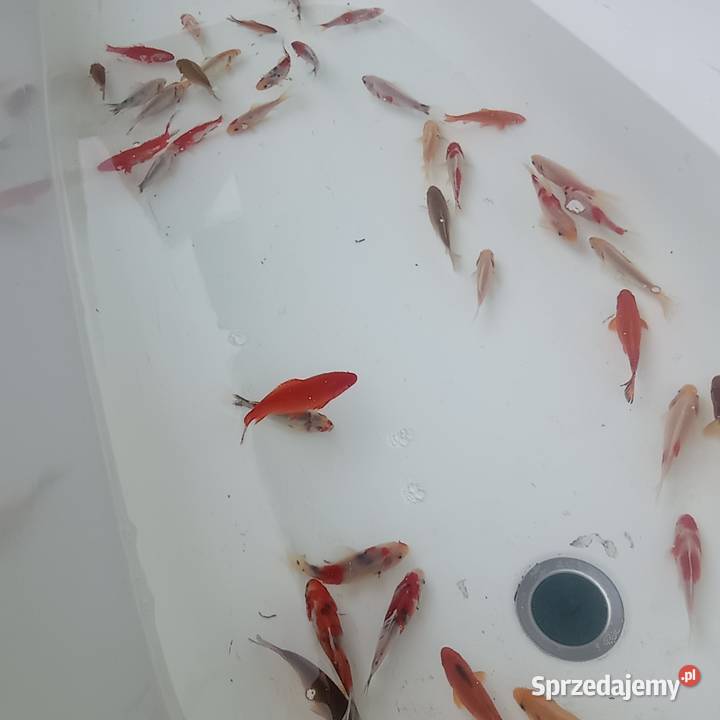 Karaś karp koi ozdobne rybki do oczka Bożków