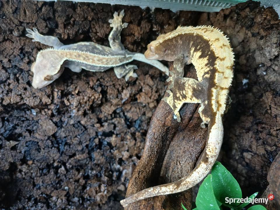 Gekon Orzęsiony Parka z terrarium Głowno sprzedam