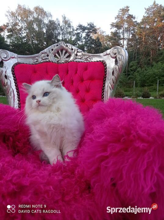 Ragdoll Kocurek Blue Bicolor FIFE FPL Wschowa sprzedam