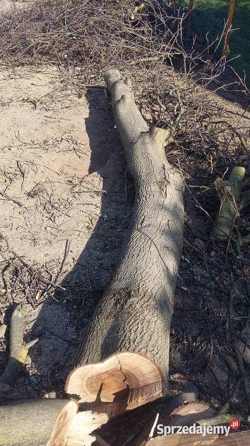 Ścięty orzech sprzedam Gorzyce