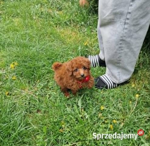 PudelPudelek Red ToyMiniaturka pieseksuczka śląskie Częstochowa