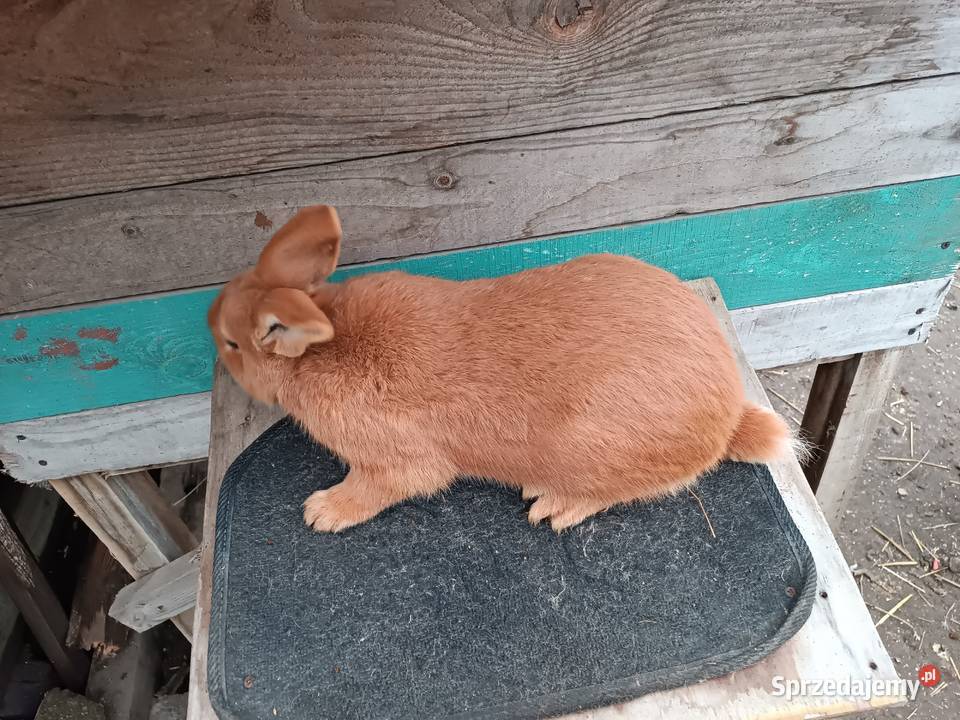 Króliki nowozelandzkie Iłża