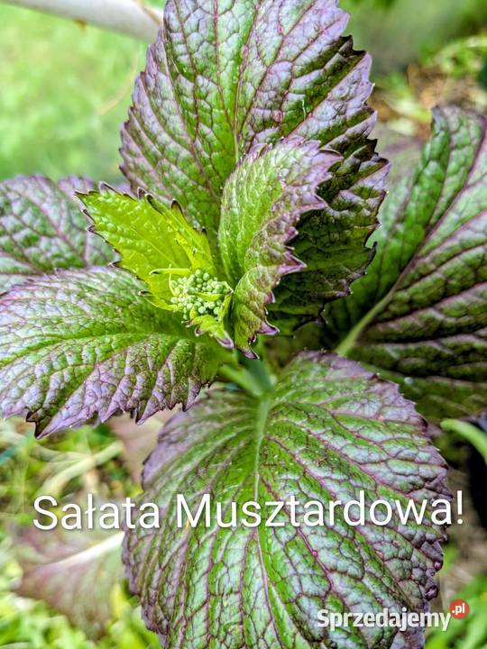 Sałata Musztardowa Pac Choi Tatsoi sałaty świata Kraków