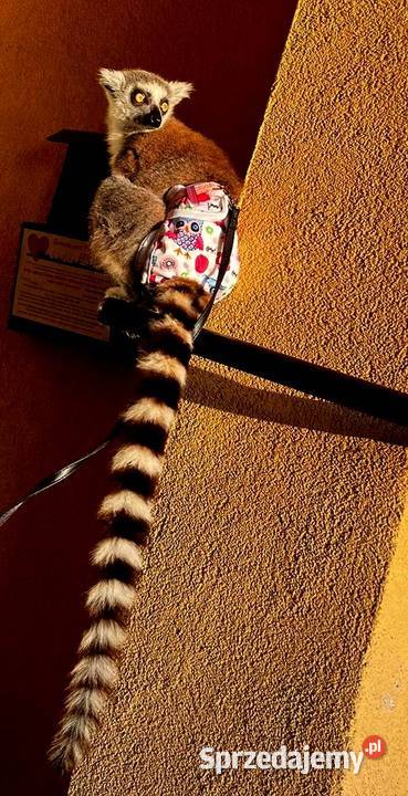 Sprzedam młode Lemury Katta Lemur catta oswojone Zwierzęta śląskie Żory
