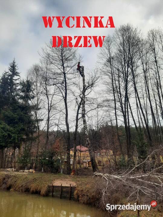 Wycinka drzew trudnych przycinanie drzew świętokrzyskie Kielce