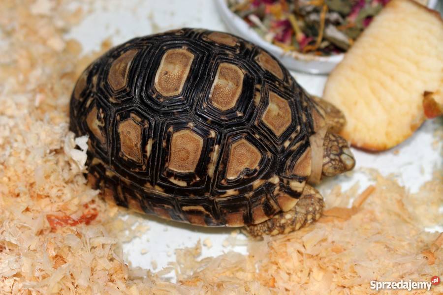 BURUNDUK WIEWIÓRKA SYBERYJSKA Tamias sibiricus