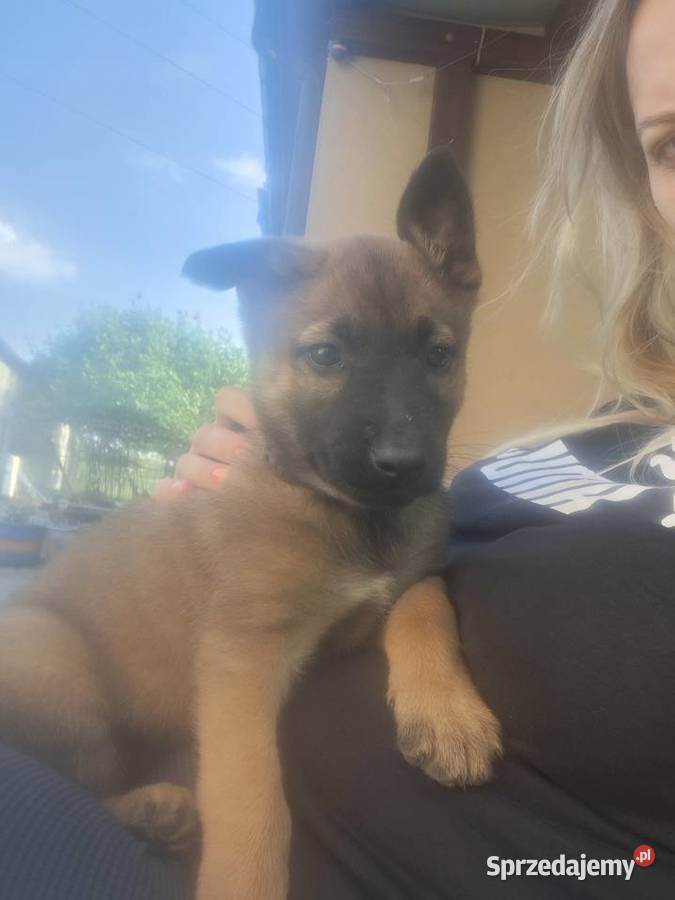 Owczarek belgijski malinois Szczeniaki Zwierzęta świętokrzyskie Micigózd sprzedam