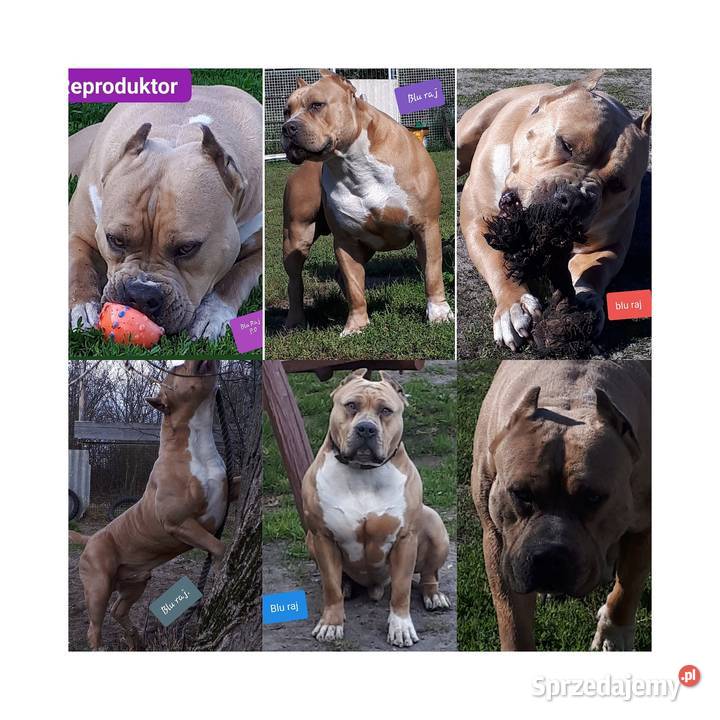 Amstaff Reproduktor lubelskie Dęblin
