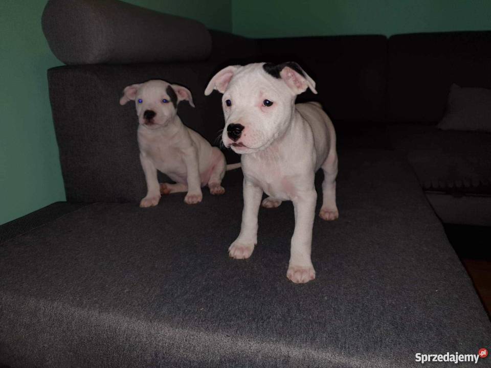 Szczeniaki amstaff wielkopolskie Września