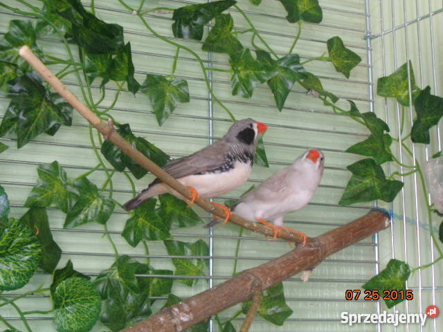 Zeberka Amadyny zebrowate Zeberki Pozostałe Grajewo