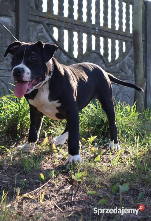 American Staffordsihre Terrier szczeniak Kazimierz Biskupi sprzedam