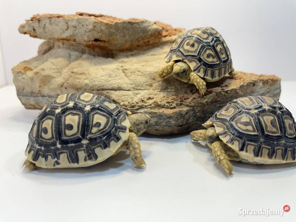 Żółw lamparci żółwie lamparcie