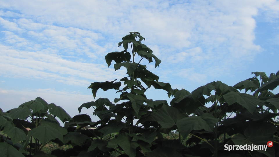 Sadzonki korzeniowe paulowni Hybryda 9503 opolskie Opole sprzedam