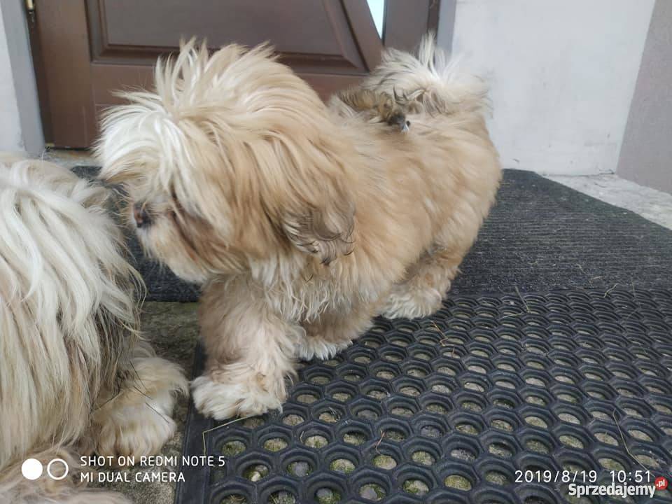 Lhasa Apso Shih Tzu Maltańczyk Bichon Frice Kielce