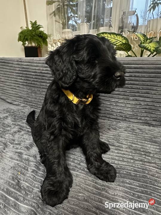 Sznaucer olbrzym piękna suczka FCI Olsztyn