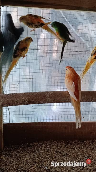 Sprzedam papugi Świergotki seledynowe mazowieckie Stary Drzewicz