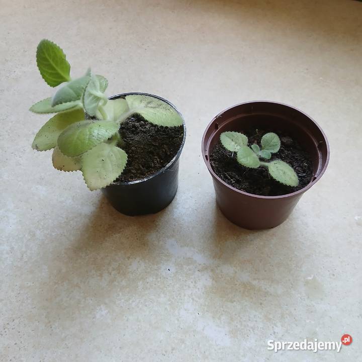 Oregano Kubańskie grubolistne Mięta Meksykańska Nowy Dwór Wejherowski