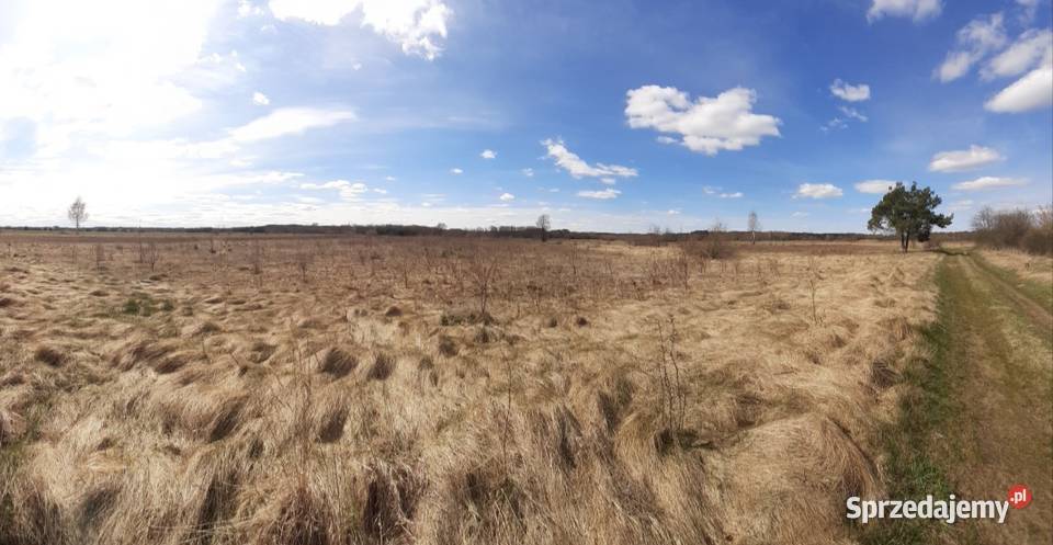 Ziemia rolna 2 hektary Brzóza gmGłowaczów 12zł/m2 Warszawa