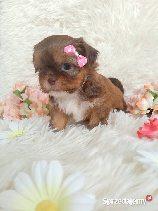 Suczka szuka domku ShihTzu Kluczbork