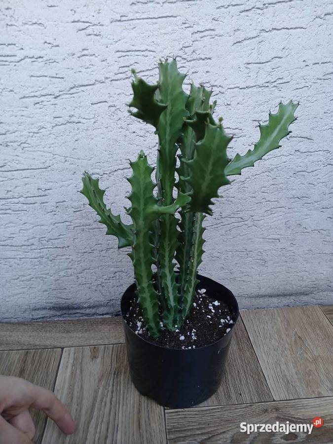 Euphorbia lactea kolekcjonerski wilczomlecz śląskie Częstochowa