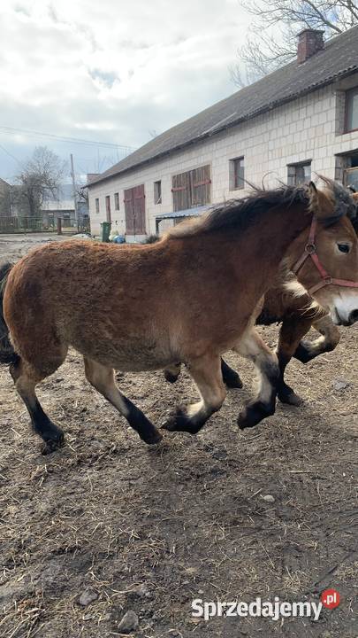 Sprzedam Zrebaki Waniewo