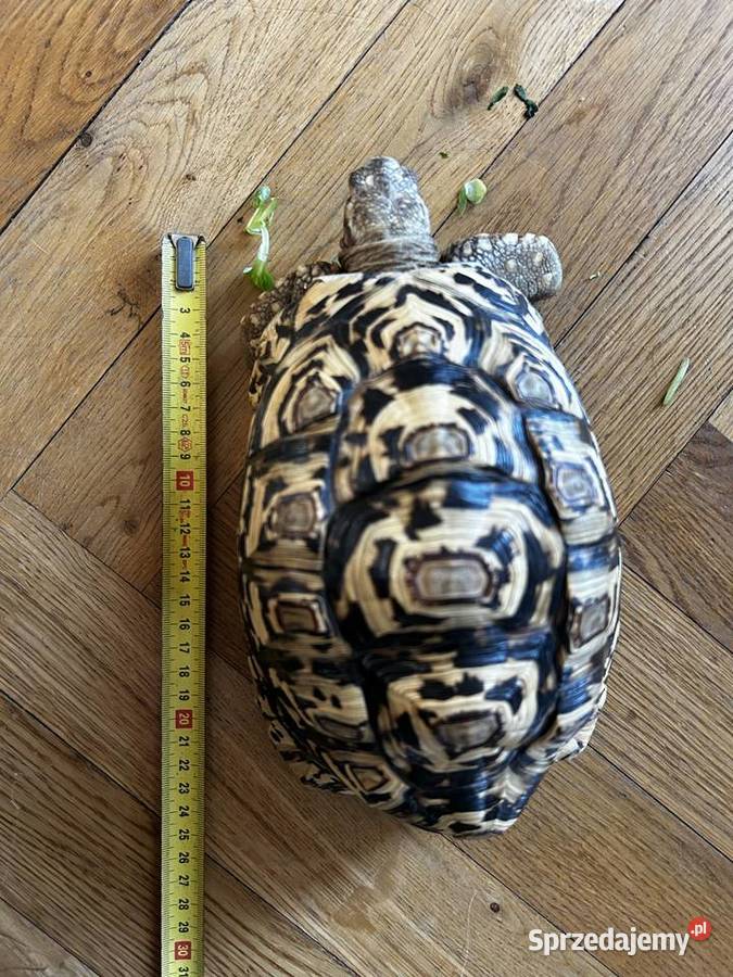 Żółw lamparci z terrarium i komodą