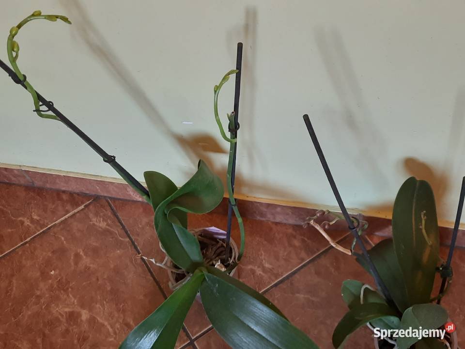 Storczyk z dwoma pędami do kwitnienia doniczkę warmińsko-mazurskie Morąg