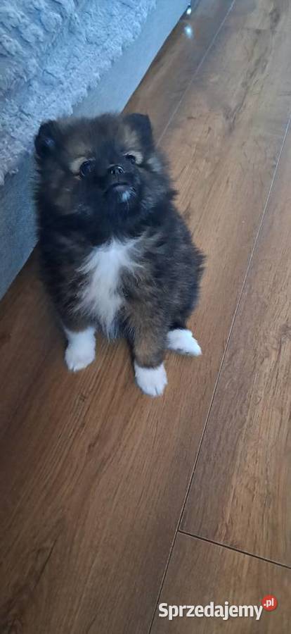 Szpic miniaturowy wielkopolskie Środa Wielkopolska