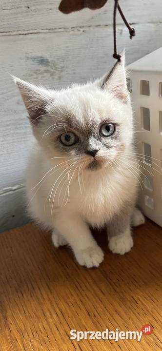 Kotka brytyjska point z rodowodem Brytyjski Truskaw