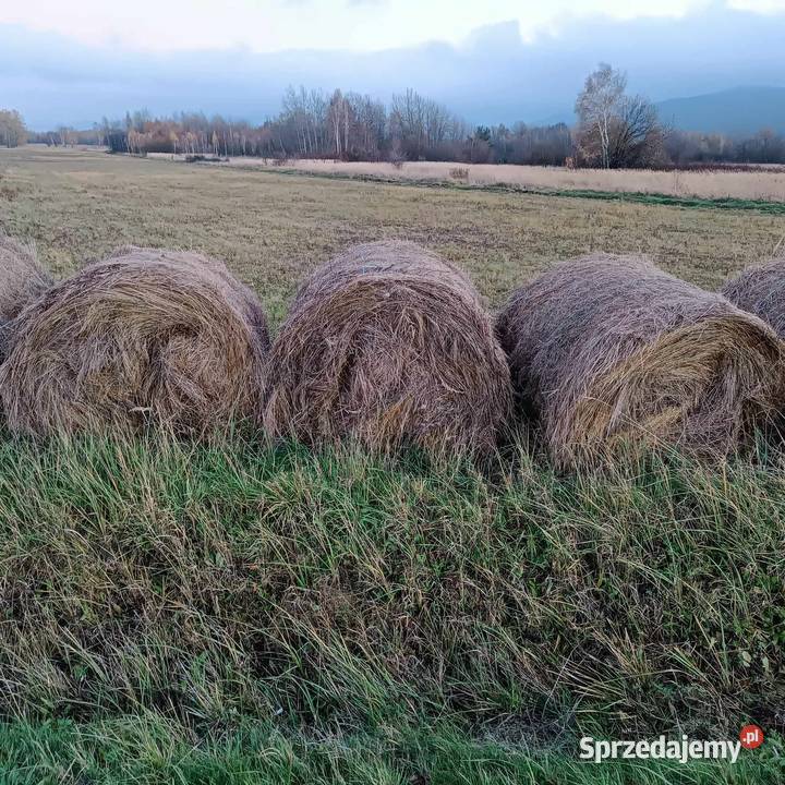 Bele siana 120x120 podkarpackie Folusz