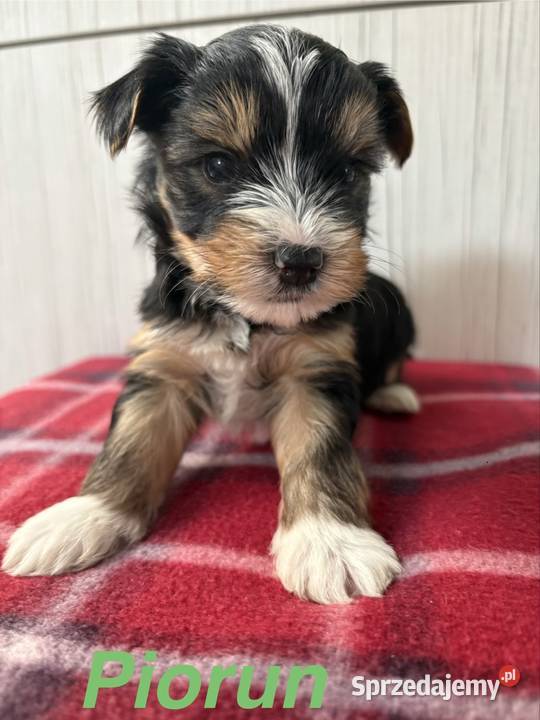 Do Rezerwacji Piorun Yorkshire Terrier Biewer