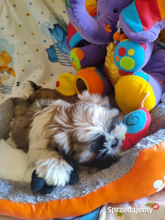 Shih tzu Psy sprzedam