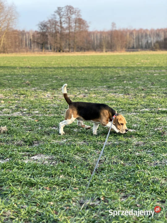 Beagle pies Związek Kynologiczny FCI w Polsce Warszawa sprzedam