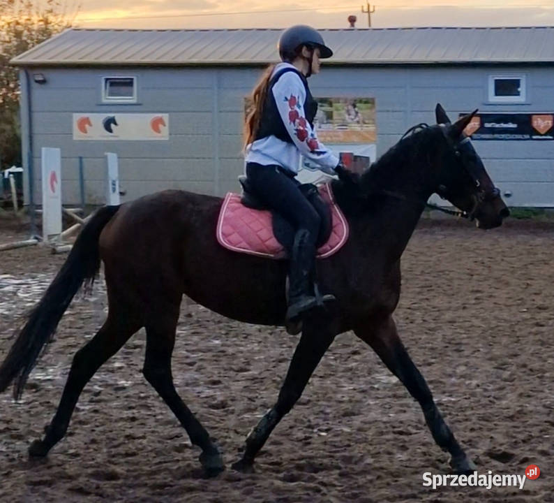 ChatGPT powiedział Młoda klacz z potencjałem Czarnków sprzedam
