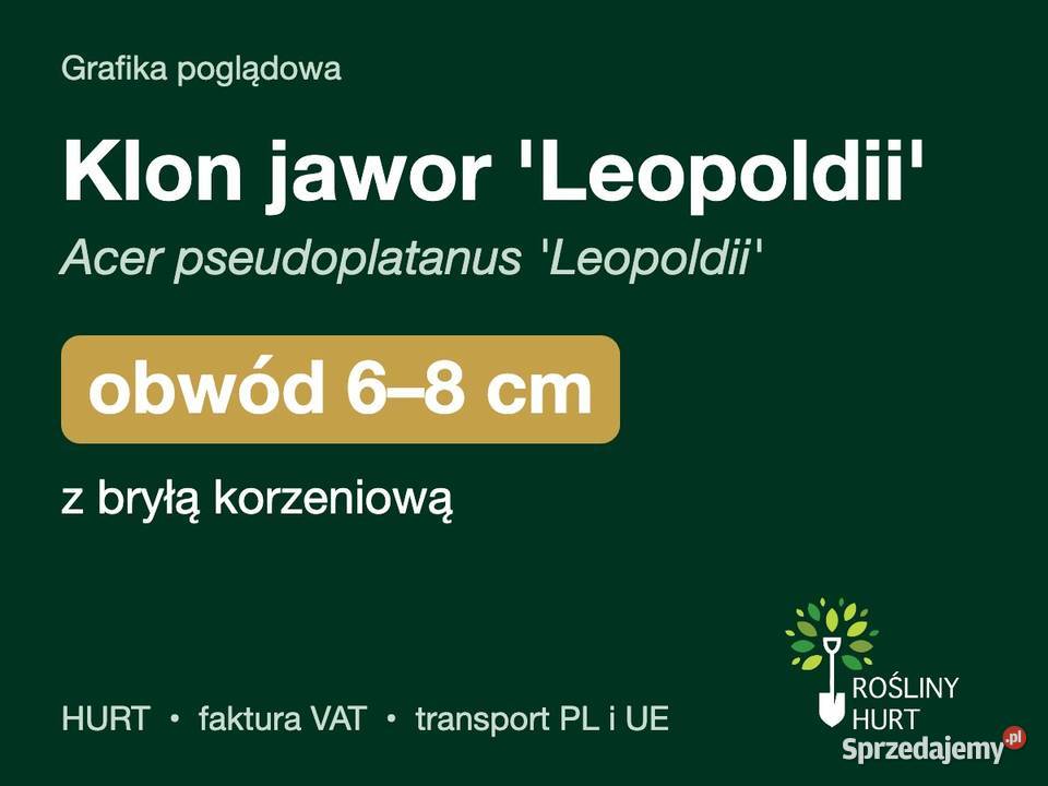 Klon jawor Leopoldii obwód 68 z bryłą HURT
